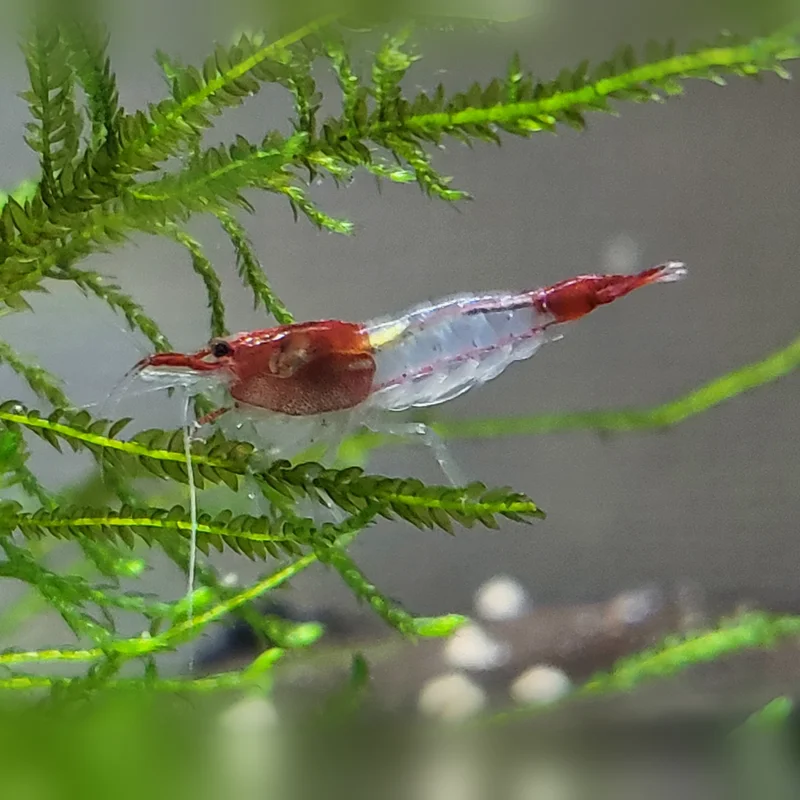 水草にとまるシュリンプ
