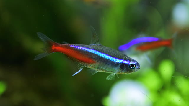水草の前を泳ぐネオンテトラ